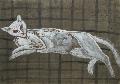 Ilfoveanu - PISICA ALB�